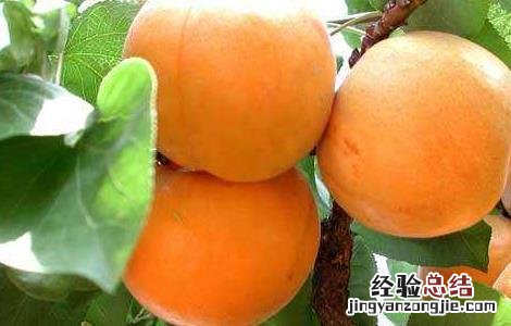 杏子什么时候播种 杏子什么时候播种最合适