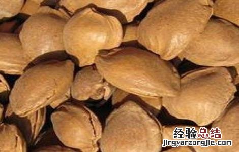 杏子什么时候播种 杏子什么时候播种最合适