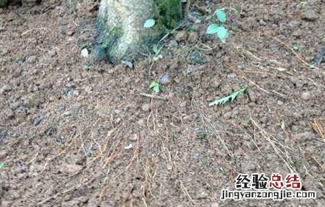 苹果叶子边缘干枯怎么办呢 苹果叶子边缘干枯怎么办