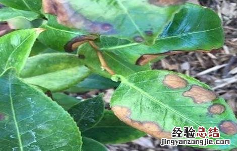 苹果叶子边缘干枯怎么办呢 苹果叶子边缘干枯怎么办