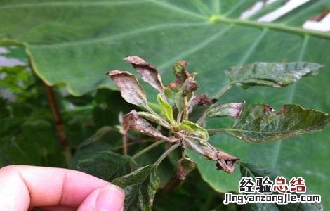 苹果叶子边缘干枯怎么办呢 苹果叶子边缘干枯怎么办