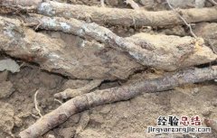 苹果叶子边缘干枯怎么办呢 苹果叶子边缘干枯怎么办
