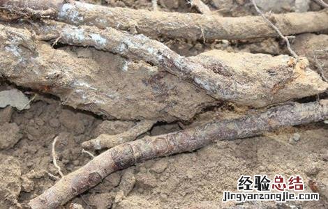 苹果叶子边缘干枯怎么办呢 苹果叶子边缘干枯怎么办