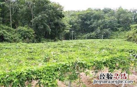 百香果开花怎样修剪 百香果怎么修剪才开花