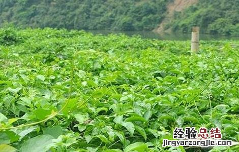 百香果开花怎样修剪 百香果怎么修剪才开花