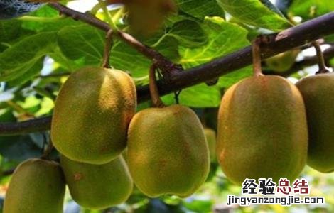 红心猕猴桃整形修剪技术 红心猕猴桃的修剪方法