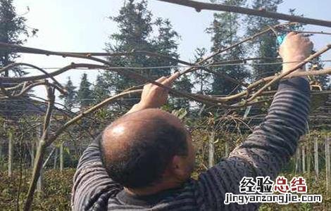 红心猕猴桃整形修剪技术 红心猕猴桃的修剪方法