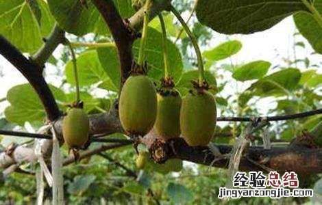 红心猕猴桃整形修剪技术 红心猕猴桃的修剪方法