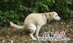 养狗的坏处 抑郁症养狗的坏处