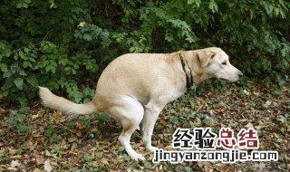 养狗的坏处 抑郁症养狗的坏处