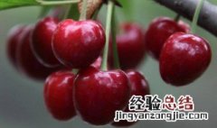 樱桃的好处 女人吃樱桃的好处