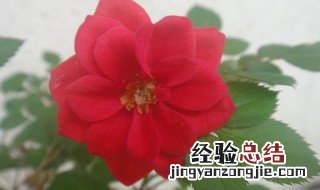 描写冬天月季花优美句子简短 描写冬天月季花优美句子