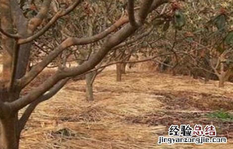 果树抗旱栽培途径 高温季节果园抗旱技术