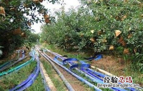 果树抗旱栽培途径 高温季节果园抗旱技术