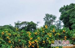 果树抗旱栽培途径 高温季节果园抗旱技术