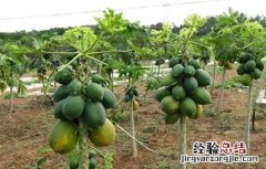 木瓜种植技术及亩产多少 木瓜种植技术及亩产