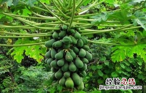 木瓜种植技术及亩产多少 木瓜种植技术及亩产