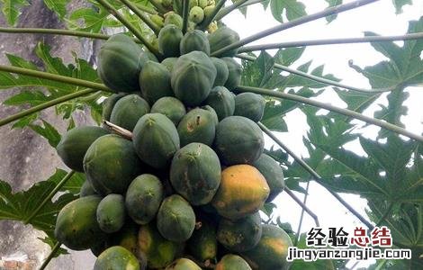 木瓜种植技术及亩产多少 木瓜种植技术及亩产