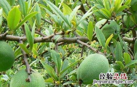 木瓜种植技术及亩产多少 木瓜种植技术及亩产