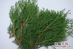 柏树叶 柏树叶有什么功效