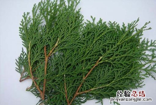 柏树叶 柏树叶有什么功效