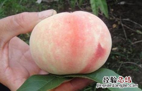 常见的桃子品种有哪些 常见的桃子品种有哪些名称