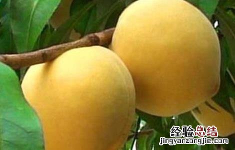 常见的桃子品种有哪些 常见的桃子品种有哪些名称