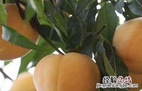 常见的桃子品种有哪些 常见的桃子品种有哪些名称