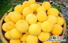 常见的桃子品种有哪些 常见的桃子品种有哪些名称