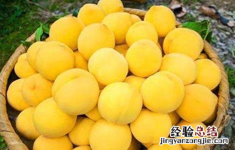 常见的桃子品种有哪些 常见的桃子品种有哪些名称