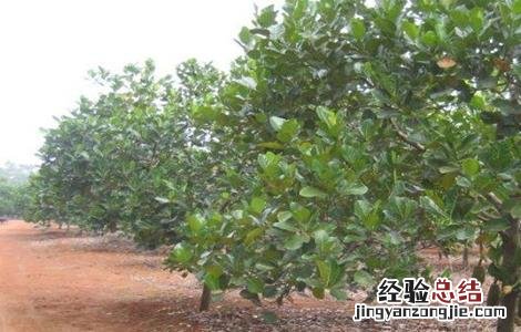 菠萝不开花怎么办 菠萝莓不开花原因及解决方法
