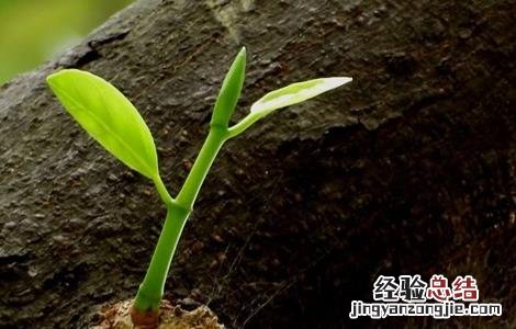 菠萝不开花怎么办 菠萝莓不开花原因及解决方法