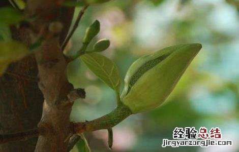 菠萝不开花怎么办 菠萝莓不开花原因及解决方法