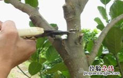 菠萝不开花怎么办 菠萝莓不开花原因及解决方法