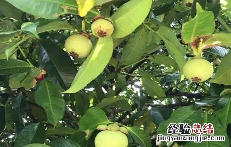 山竹怎么养才会结果 山竹可以盆栽会结果吗