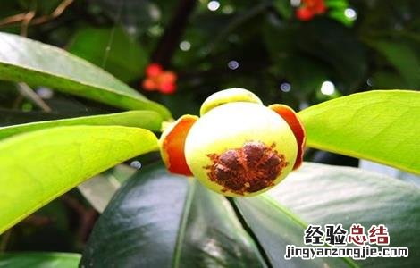 山竹怎么养才会结果 山竹可以盆栽会结果吗