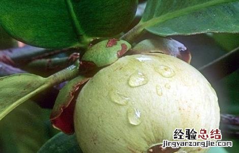 山竹怎么养才会结果 山竹可以盆栽会结果吗