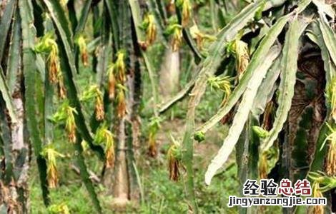 火龙果枯萎病的防治方法 火龙果茎枯病防治