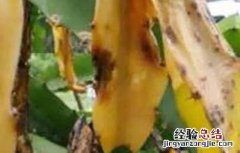 火龙果枯萎病的防治方法 火龙果茎枯病防治
