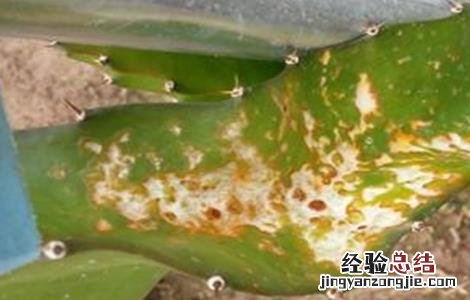 火龙果枯萎病的防治方法 火龙果茎枯病防治