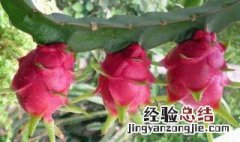 火龙果的作用和功效与禁忌 火龙果的作用和功效与禁忌是什么