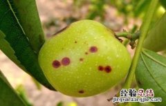 冬枣斑点病的防治方法 冬枣斑点病的防治方法视频