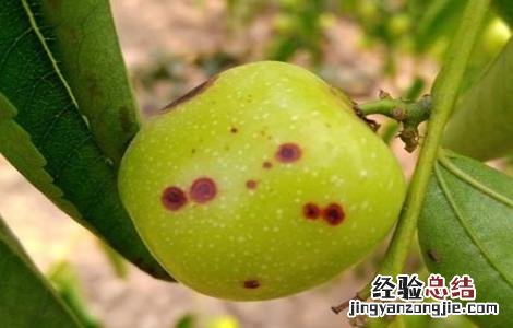 冬枣斑点病的防治方法 冬枣斑点病的防治方法视频