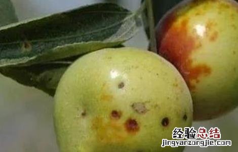 冬枣斑点病的防治方法 冬枣斑点病的防治方法视频