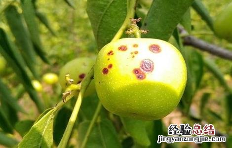冬枣斑点病的防治方法 冬枣斑点病的防治方法视频