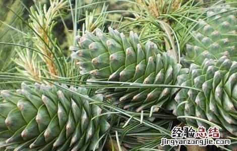 松子种植多久能结果啊 松子种植多久能结果