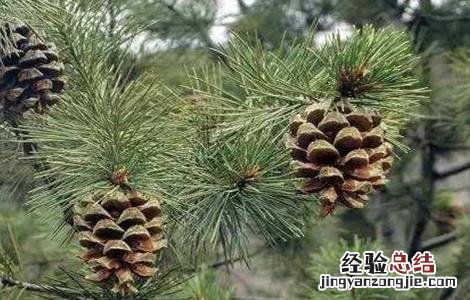 松子种植多久能结果啊 松子种植多久能结果