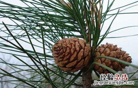 松子种植多久能结果啊 松子种植多久能结果