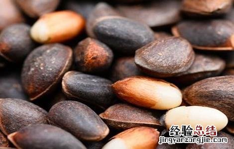 松子种植多久能结果啊 松子种植多久能结果