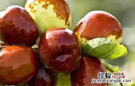 冬枣缩果病如何防治 冬枣缩果病的防治技术